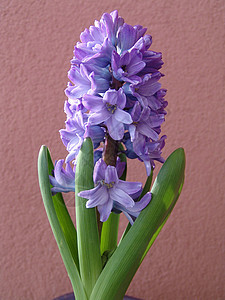 早春的Hyacints开花是明亮和非常香味的鲜花绿色植物学花束植物群花瓣季节粉色球状活力香气图片