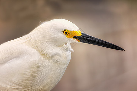 美国佛罗里达 大西洋上的野生生物群落荒野动物眼睛生态野生动物环境鸟类反射翅膀羽毛图片