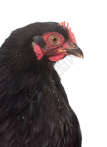 黑皮鸡家禽黑色农业乡村脚鸡工作室宠物动物母鸡公鸡图片