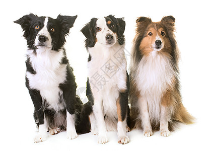 三只狗在演播室团体牧羊犬工作室动物宠物小狗女性三色高清图片