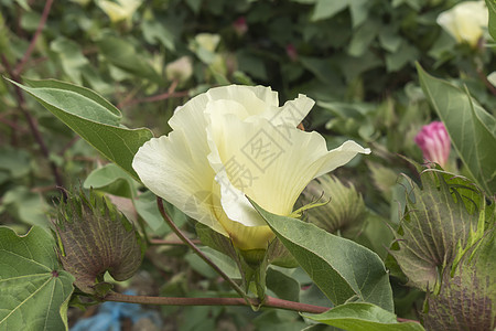 棉花花 棉花植物 棉花芽枝条地球柔软度衣服生长纤维草地采摘植物学灌溉图片