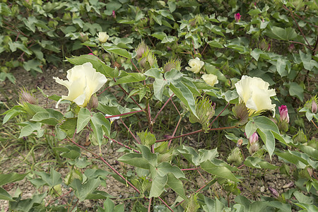 棉花花 棉花植物 棉花芽地球农村组织农场环境草地纤维衣服场地灌溉图片