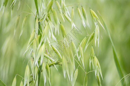 阿韦纳绿地植物环境新月风景地平线粮食生长小麦收成耳朵图片