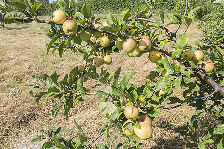 树上的苹果 苹果树花园农业收成食物植物生长果园营养叶子树叶图片
