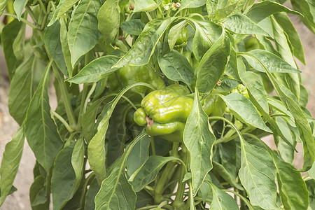 种植绿胡椒花园红辣椒植物收成园艺水果农场辣椒农业营养图片