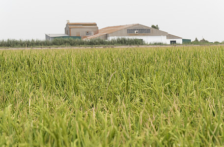 半稻种植园场地生产栽培培育粮食经济种子收成文化农村图片