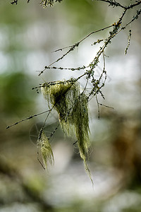 树枝上有一群苔地衣林地生长植物对象苔藓枝条摄影树叶沼泽图片