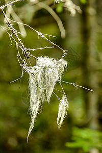 树枝上有一群苔摄影沼泽宏观植物树叶苔藓附生枝条森林地衣图片