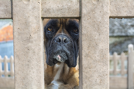 拳击狗在墙洞里饲养猎犬图片