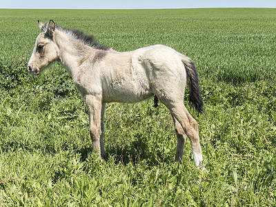 田野中自由的foal鬃毛场地草本植物牧场哺乳动物场景农场栖息地草原荒野图片