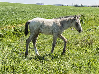 田野中自由的foal农场草原草本植物植物群农村栖息地野生动物农业家畜场景图片