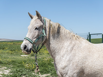 田野中的灰色马匹荒野牧场草原波峰动物跑步农场栖息地鬃毛植物群图片
