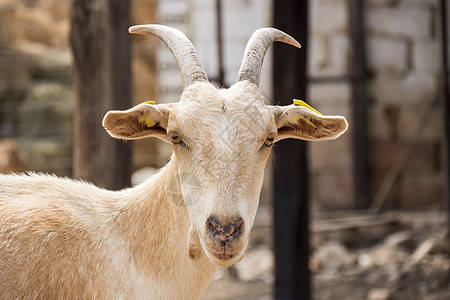 农场中的棕山羊头发女性生态配种农业哺乳动物农村家畜动物环境图片