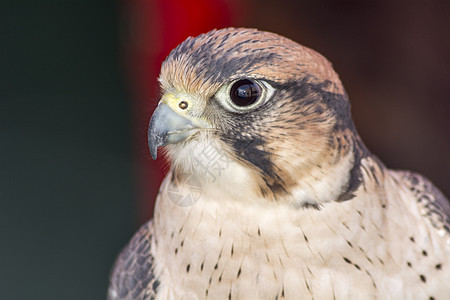 Falco 脑头捕食者翅膀眼睛航班白色猎鹰昼夜红隼猎物羽毛图片