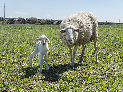 新生羊羔和母亲在草地里投标季节家畜羊肉生活农业农场婴儿动物场地图片