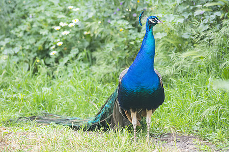 从事野外活动的孔雀男子印度梨鸡 蓝或帕沃蓝色热带眼睛羽毛脖子尾巴野生动物展示异国动物图片