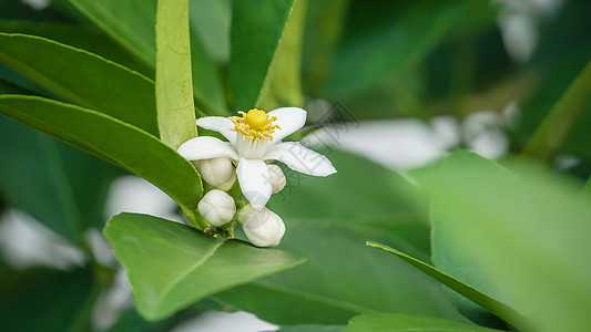 细细的花朵开花橙子绿色花园柠檬植物群水果果园雌蕊叶子植物图片