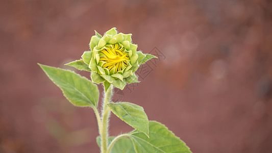 黄向日葵花芽植物群叶子园艺种子农业生长植物花园绿色圆圈图片