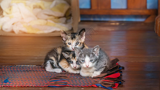 脱条小猫猫宠物哺乳动物动物家猫小猫黑色条纹图片