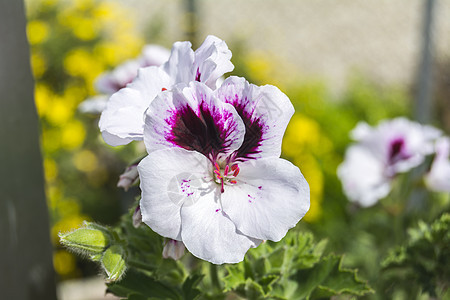 花团体花瓣叶子植物群植物脆弱性花园生长植物学宏观图片