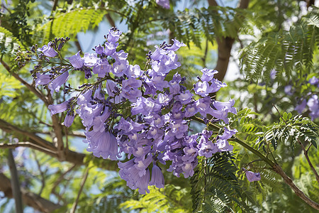 Jacaranda树花花园紫色花朵公园植物木头季节树叶阳光城市图片