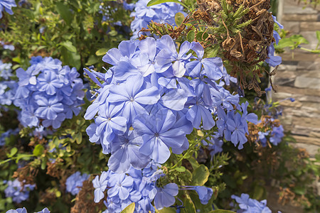 蓝花白金 海角铅草 蓝茉莉晴天植物学草地花园公园叶子花朵衬套宏观蓝色图片