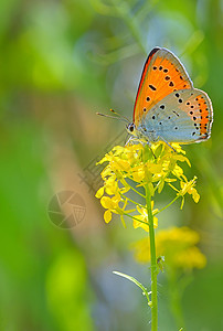 夏花上的橙蝴蝶图片
