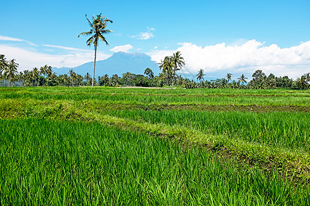 印度尼西亚爪哇的稻田图片
