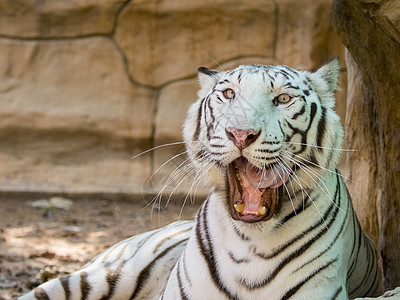 白老虎在自然背景上的图像 野生动物 动物濒危身体捕食者鼻子食肉毛皮力量哺乳动物公园条纹图片