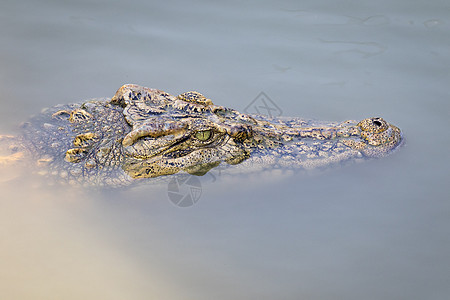 鳄鱼头在水中的照片 爬虫动物捕食者危险热带力量生物食肉皮革猎人动物园侵略图片