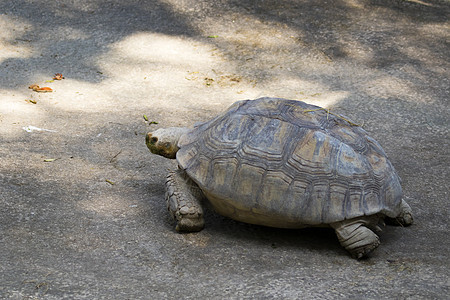 海龟在地面的图像 爬行动物生态荒野宠物动物群动物园生活公园乌龟野生动物濒危图片