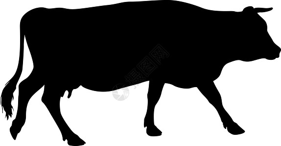 白色背景上现金牛的黑色剪影农业小牛食物牛奶乳牛插图牛肉绘画农村家畜背景图片