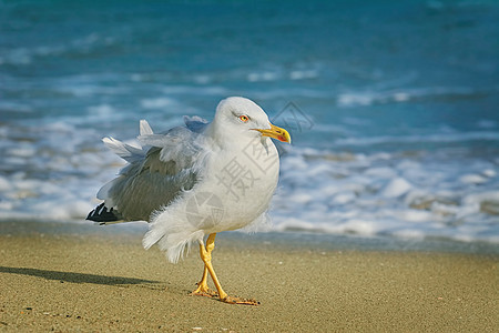 海鸥在海滩边散步动物羽毛账单荒野海鸟鸟类野生动物动物群图片