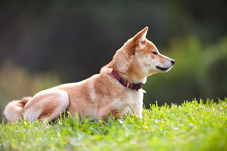 一个绿色花园里的年轻青春褐色脊椎动物主题犬类动物家畜哺乳动物听力警觉纯种狗图片