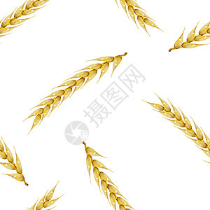 无缝背景与小麦小穗矢量图解玉米食物种子植物墙纸农场绘画耳朵真实感营养图片