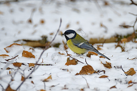 大咪咪在雪中寻找食物森林鸟类木头枝条荒野天气野生动物降雪季节环境图片