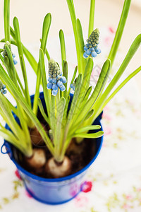 从上到下在蓝锅视图中生长的 muscari植物群白色花园叶子季节蓝色植物学园艺脆弱性绿色图片