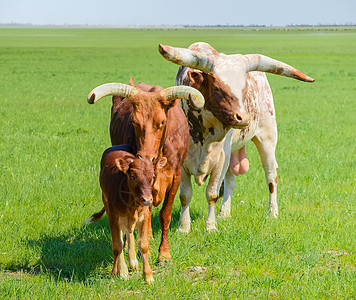 草原上 Watusi 牛的公牛 母牛和小牛图片