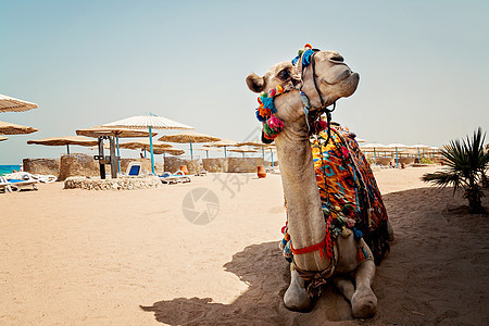 埃及海滩上的沙沙滩上有骆驼旅游沙漠太阳眼睛动物天空旅行荒野冒险沙丘谎言图片