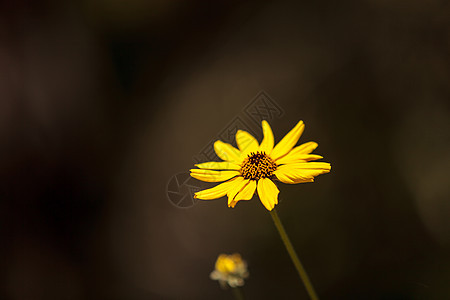 黑眼苏珊 黄黄色的菊花 拉德贝基亚 fulgida图片
