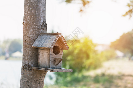 鸟类小屋盒子公园住宅黄色木头建筑动物花园栖息地阳光图片