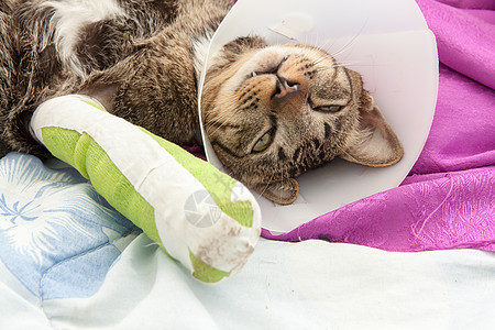 断腿斑点猫小猫投掷援助友谊医院帮助诊所兽医医疗夹板图片