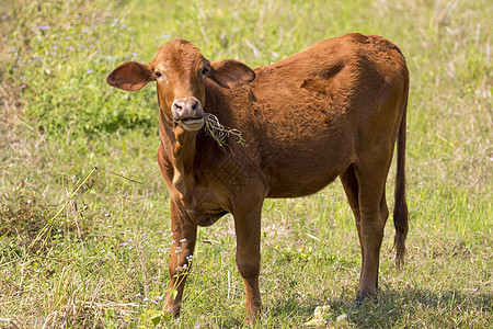 棕色奶牛在自然背景上的照片 农场动物农田奶制品牧场轿车农村晴天牛奶草原家畜哺乳动物图片