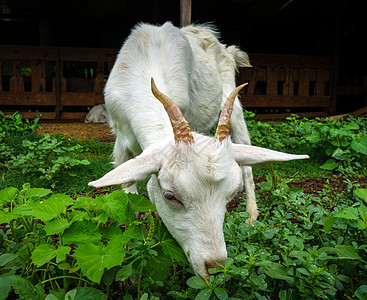 白山羊农场场地喇叭牛奶动物农业家畜哺乳动物乡村白色图片