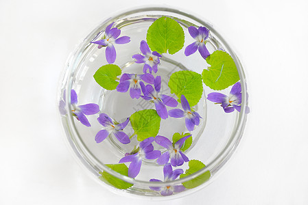 甜蜜的紫罗兰 比奥拉奥杜拉塔植物绿色宏观中提琴花瓶紫色野花荒野花瓣叶子图片
