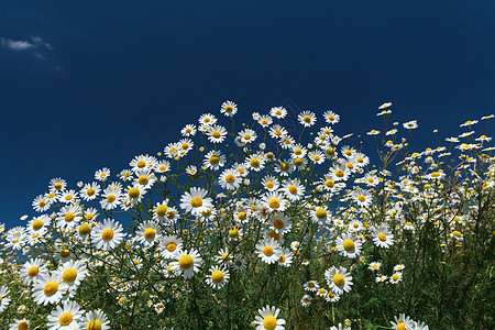 蓝色天空背景的戴西特写花瓣农业野花宏观雏菊场景萼片草地叶子阳光背景