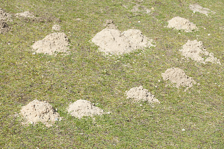 在草地上的摩尔山丘公园杂草联盟丘陵爬坡道背景图片