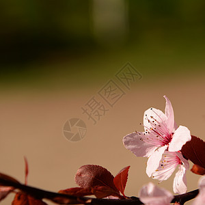 粉红色的花花瓣正方形红色粉色焦点叶子植物群选择性图片