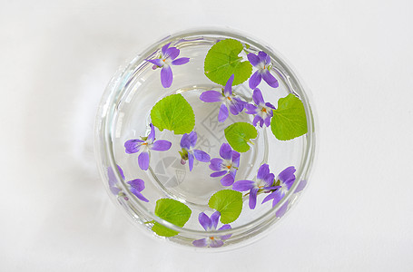 甜蜜的紫罗兰 比奥拉奥杜拉塔野花荒野花瓶花瓣紫色叶子植物绿色宏观中提琴图片