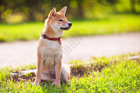 公园里坐着一个年轻的青春月哺乳动物纯种狗犬类警觉嘴巴主题动物脊椎动物宠物家畜图片